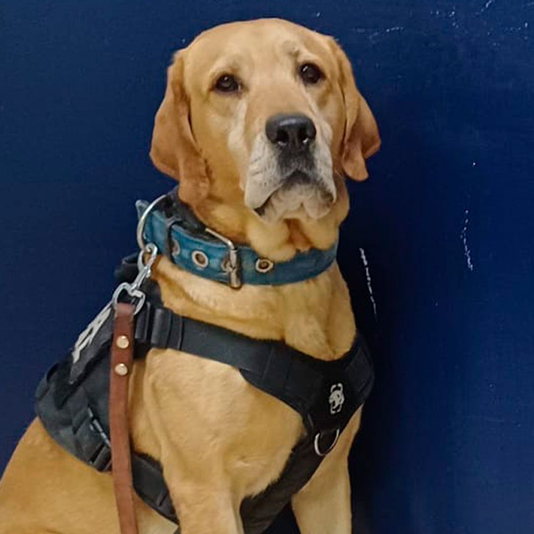 Binomio Canino Localiza Presunta Marihuana en Paquetería de Torreón